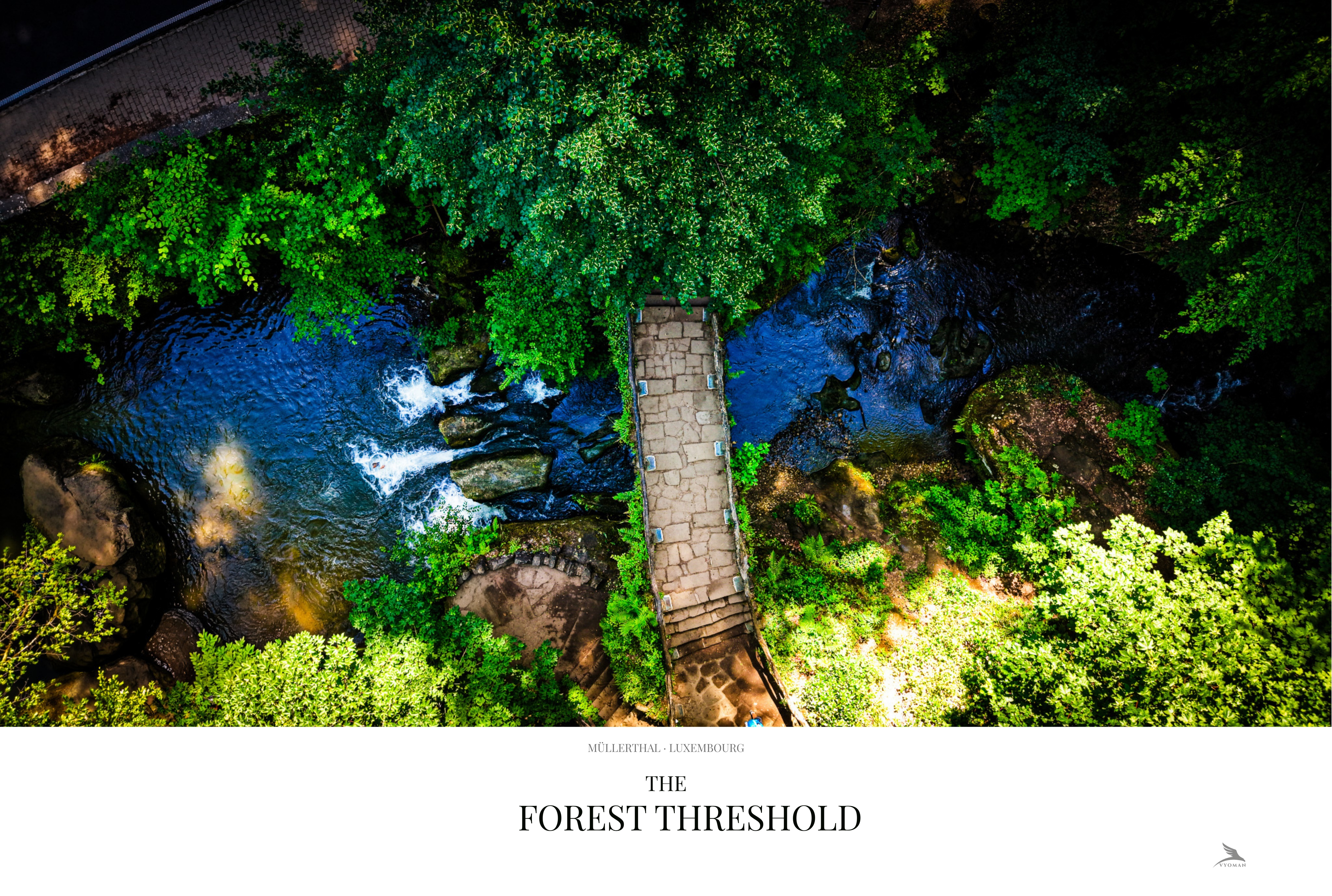 The Forest Threshold — Landscape print